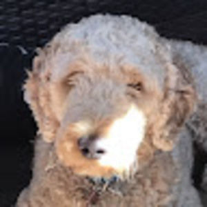 Meet your Posher, Ian